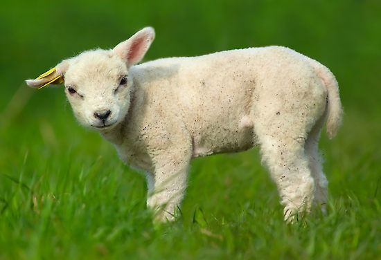 cute-baby-sheep-resized-600.png